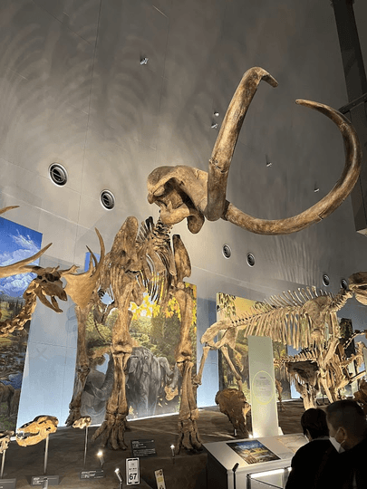 ケナガマンモス