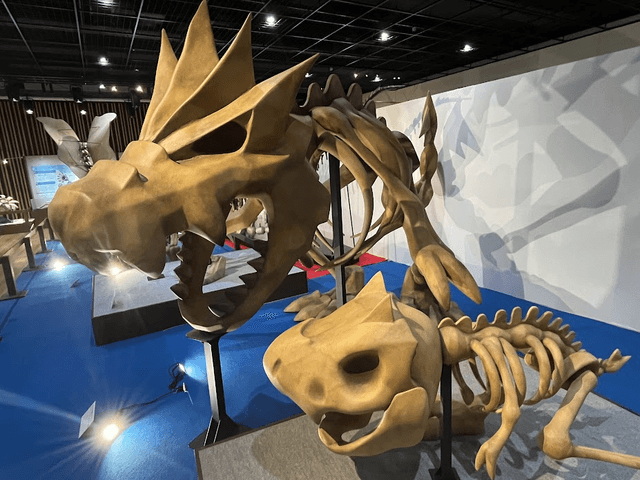 チゴラス(手前)とガチゴラス(奥)。カセキポケモンの骨格を、考古学の知識を用いて「再現」している